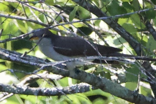 Yellow-billed Cuckoo - Adam Prince