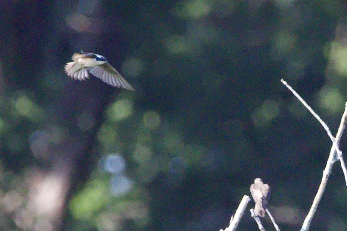 Tree Swallow - ML459685371