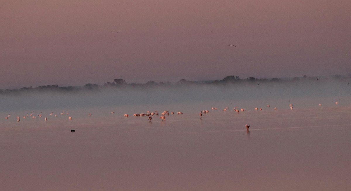 Chilean Flamingo - Ricardo Battistino