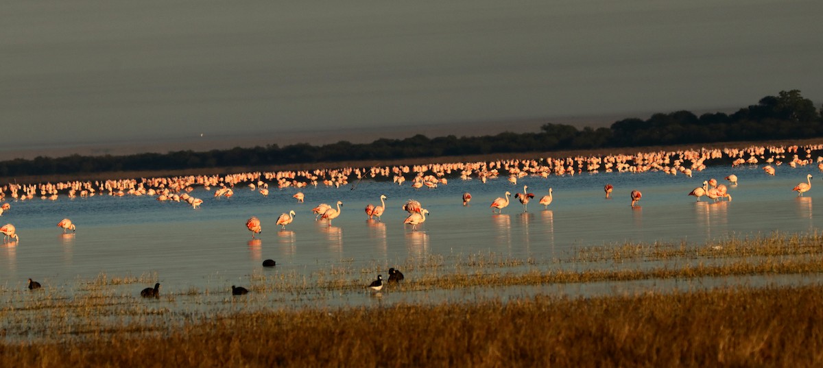 Chilean Flamingo - Ricardo Battistino