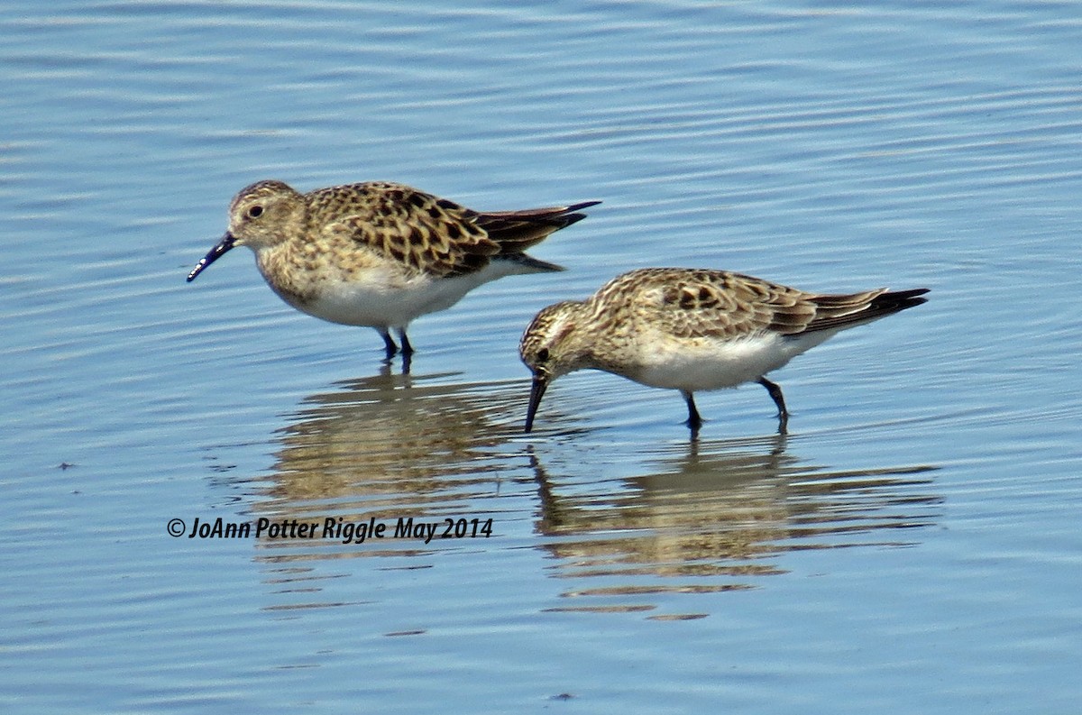 gulbrystsnipe - ML45968571