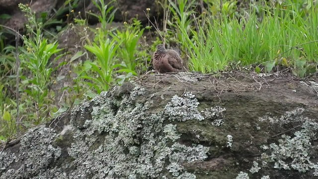 Common Ground Dove - ML459686401