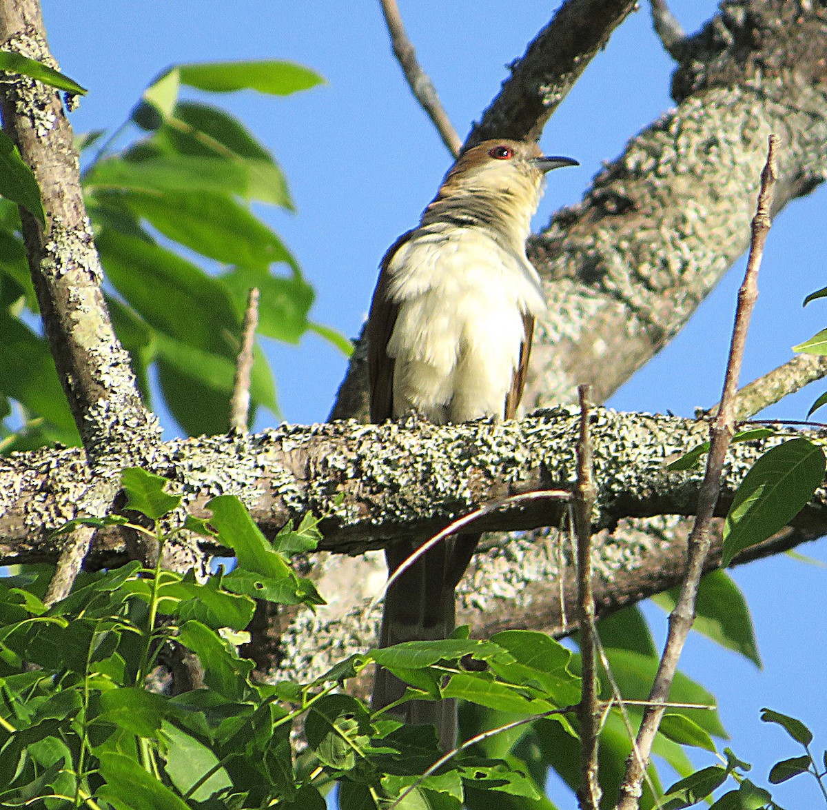 Black-billed Cuckoo - Marianne Friers