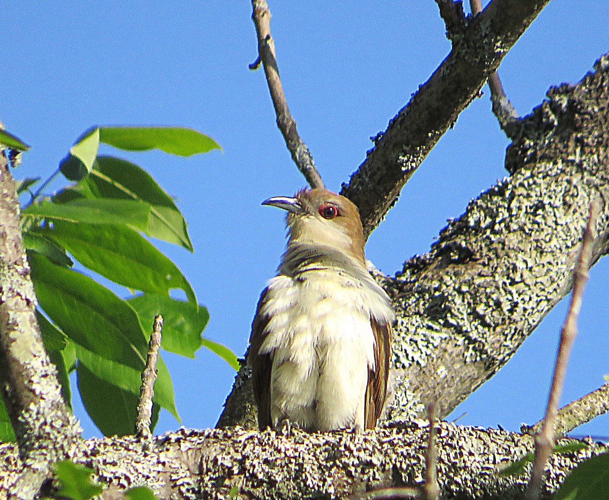 Black-billed Cuckoo - ML459686801