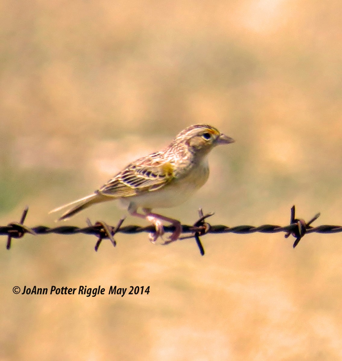 Grasshopper Sparrow - JoAnn Potter Riggle 🦤