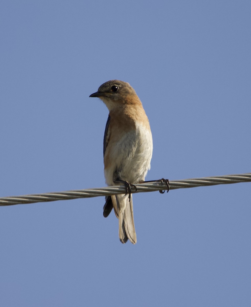 Eastern Bluebird - ML459686841