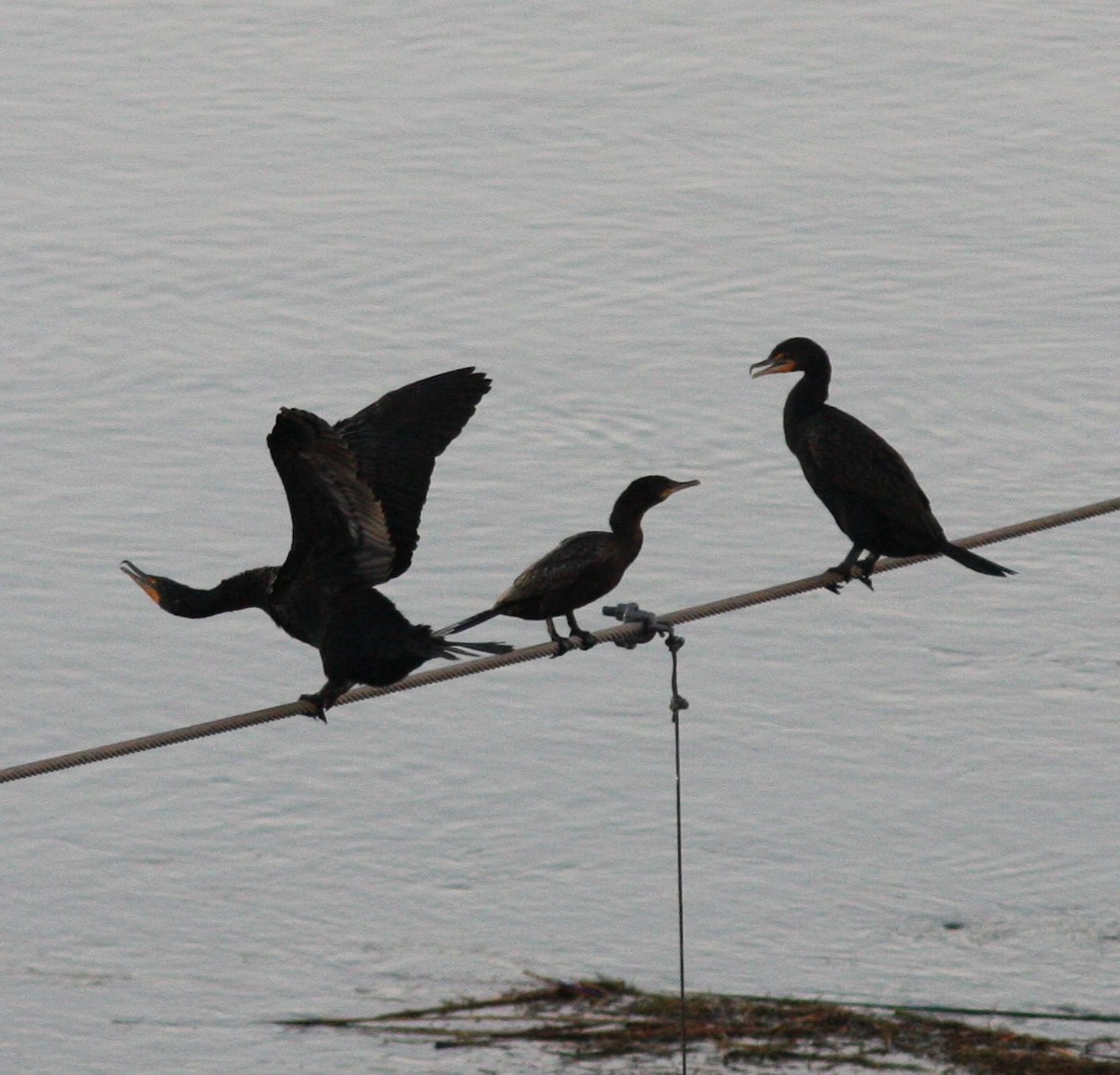 Neotropic Cormorant - David Vander Pluym