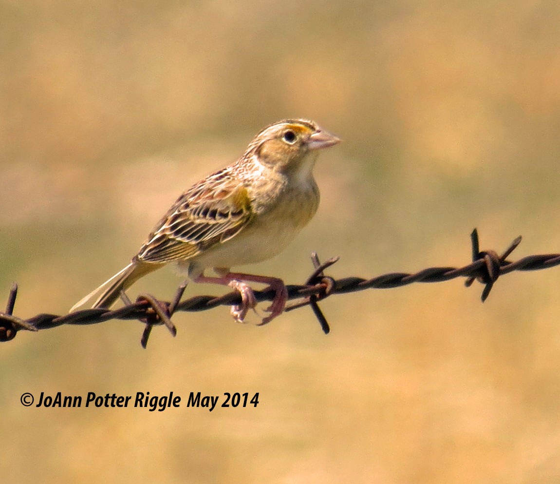 Grasshopper Sparrow - JoAnn Potter Riggle 🦤
