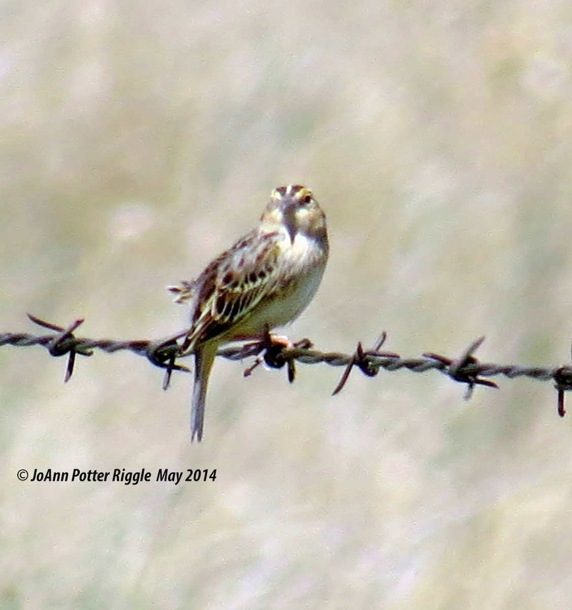 Grasshopper Sparrow - ML45968701