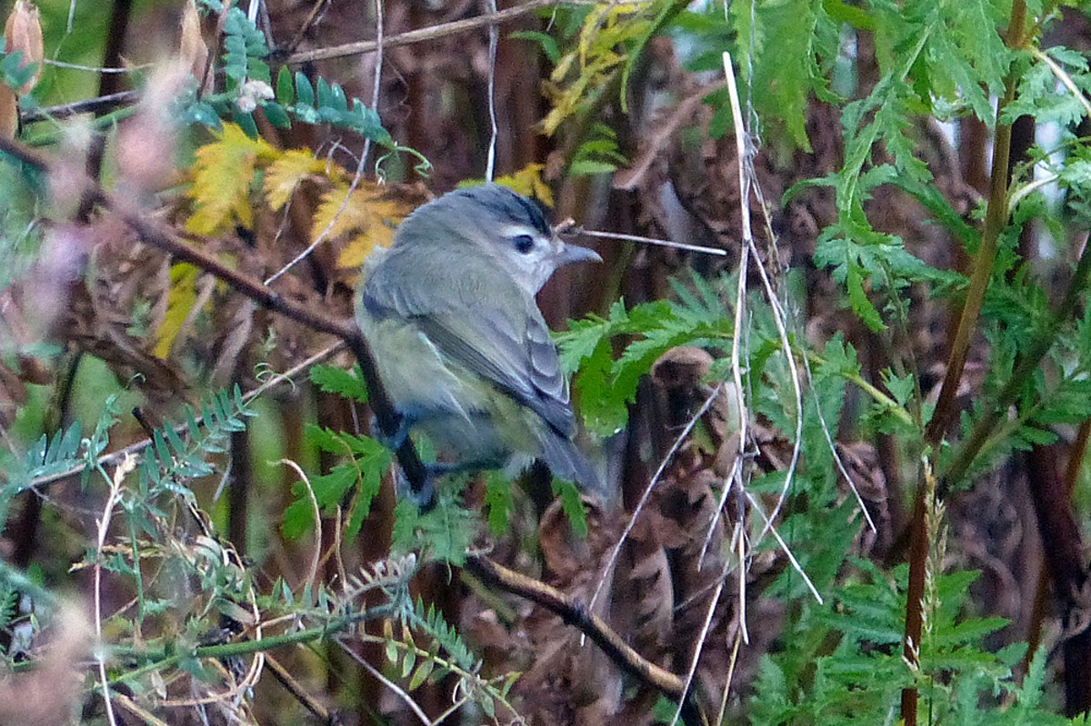 Warbling Vireo - ML459687451