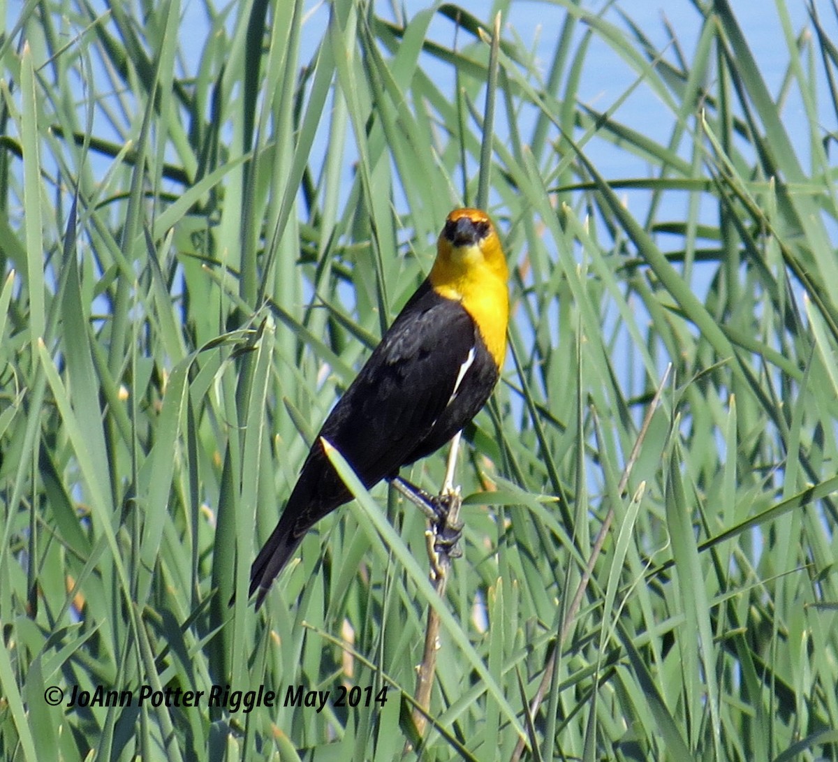 Yellow-headed Blackbird - ML45968781