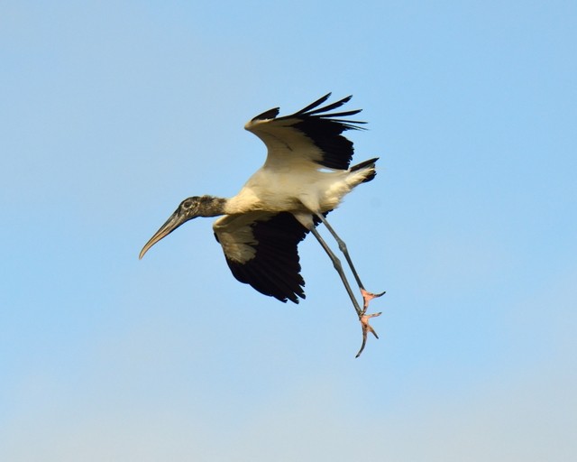 Wood Stork - ML459689331