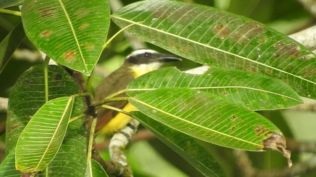 Boat-billed Flycatcher - ML459690281