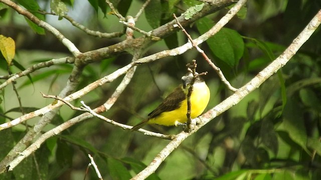 Boat-billed Flycatcher - ML459690431