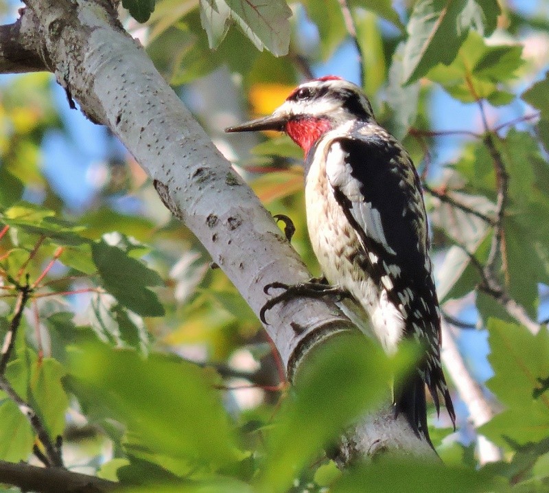 Yellow-bellied Sapsucker - ML45969151