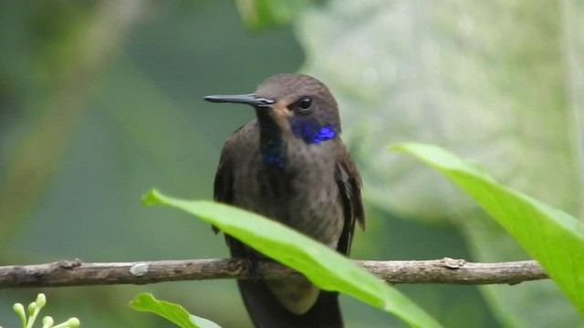 kolibřík fialovouchý - ML459693011