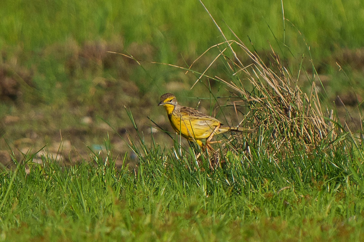 Yellow-throated Longclaw - ML459693641