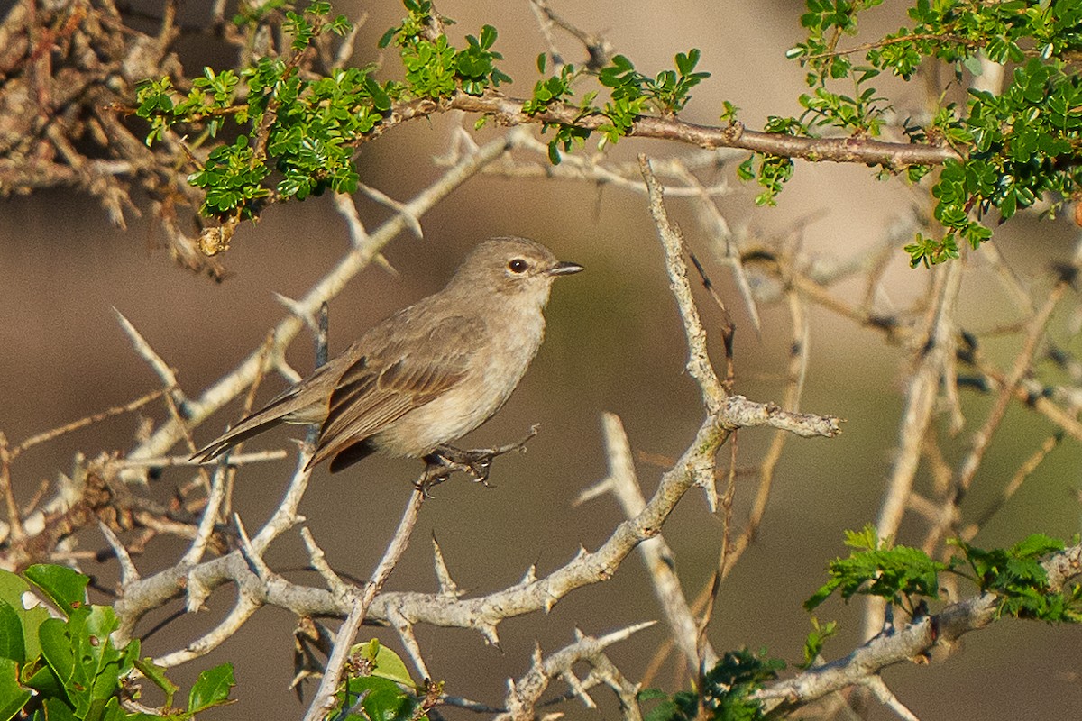 Pale Flycatcher - ML459693711