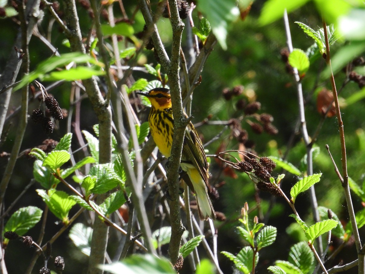 Cape May Warbler - ML459694151