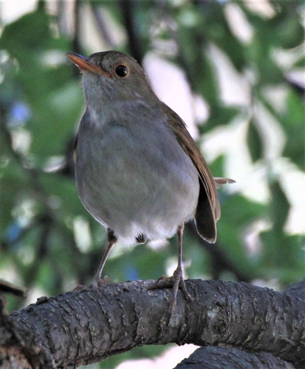 Orange-billed Nightingale-Thrush - Ken Lamberton