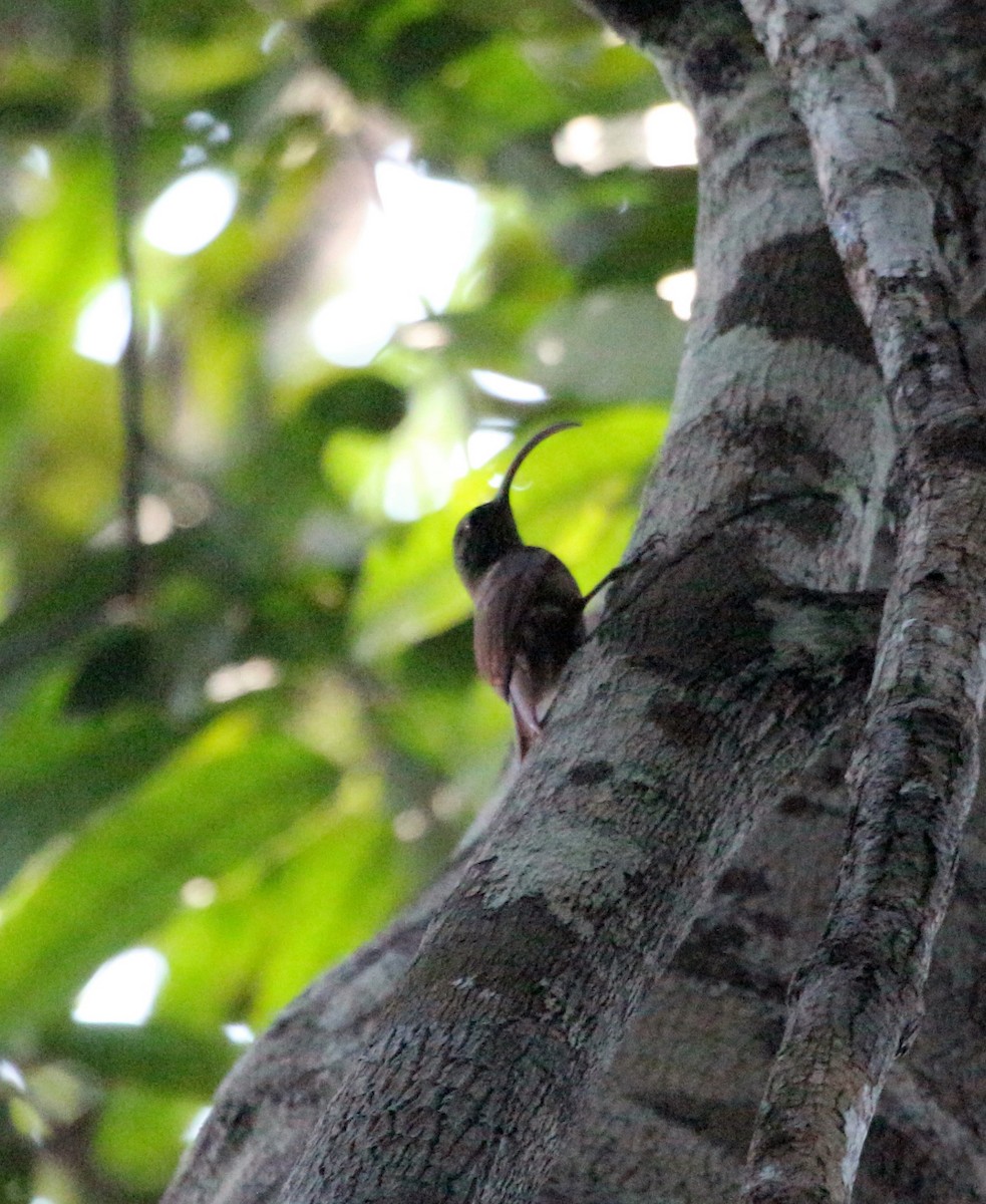 Curve-billed Scythebill (Curve-billed) - ML45969661