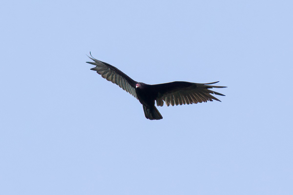 Turkey Vulture - ML459696981