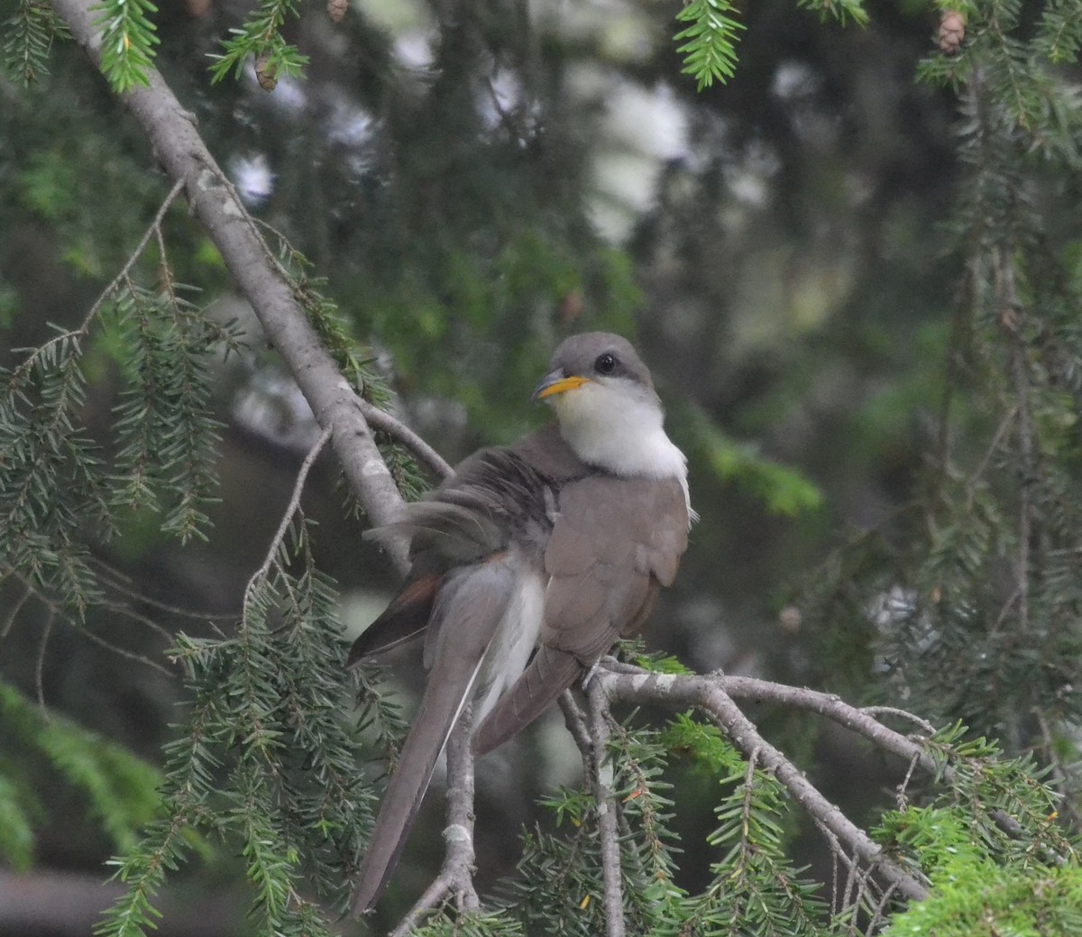 Yellow-billed Cuckoo - ML459697451