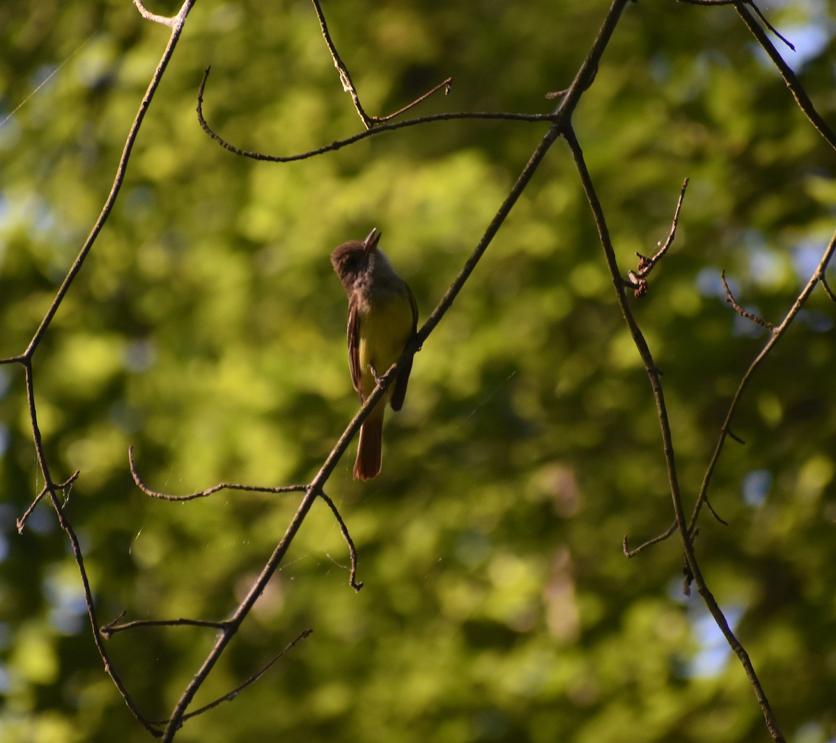Great Crested Flycatcher - ML459697871