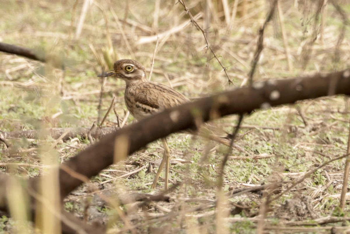 Indian Thick-knee - ML459697951