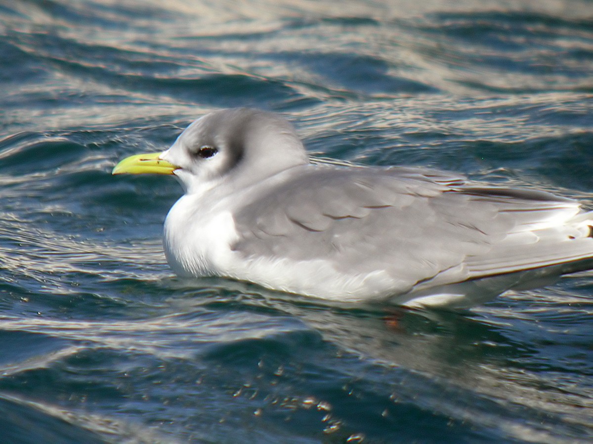 Black-legged Kittiwake - ML459698241