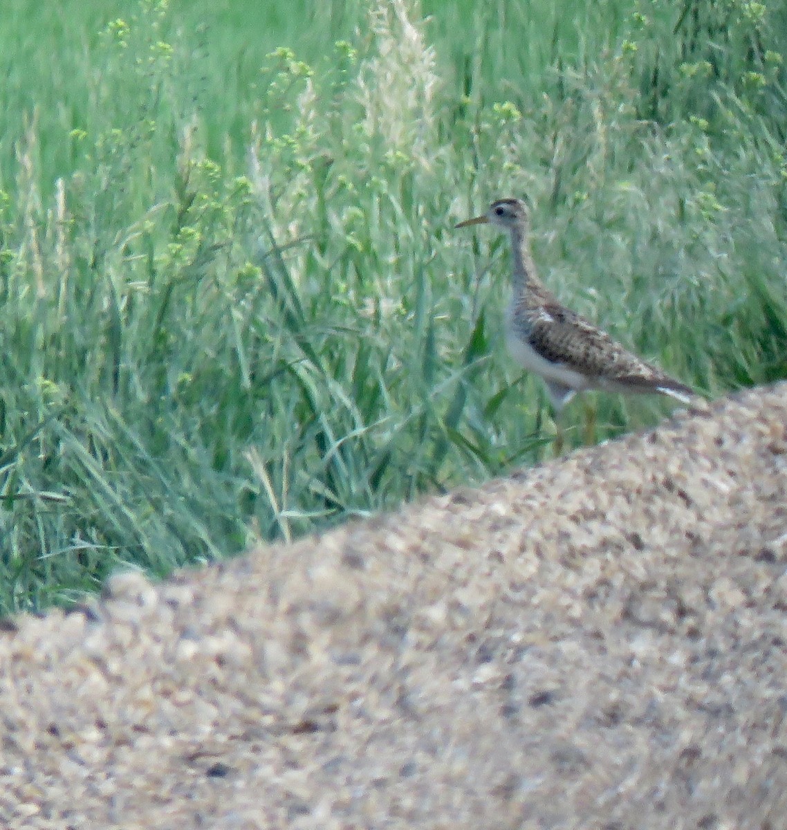 Upland Sandpiper - ML459699571