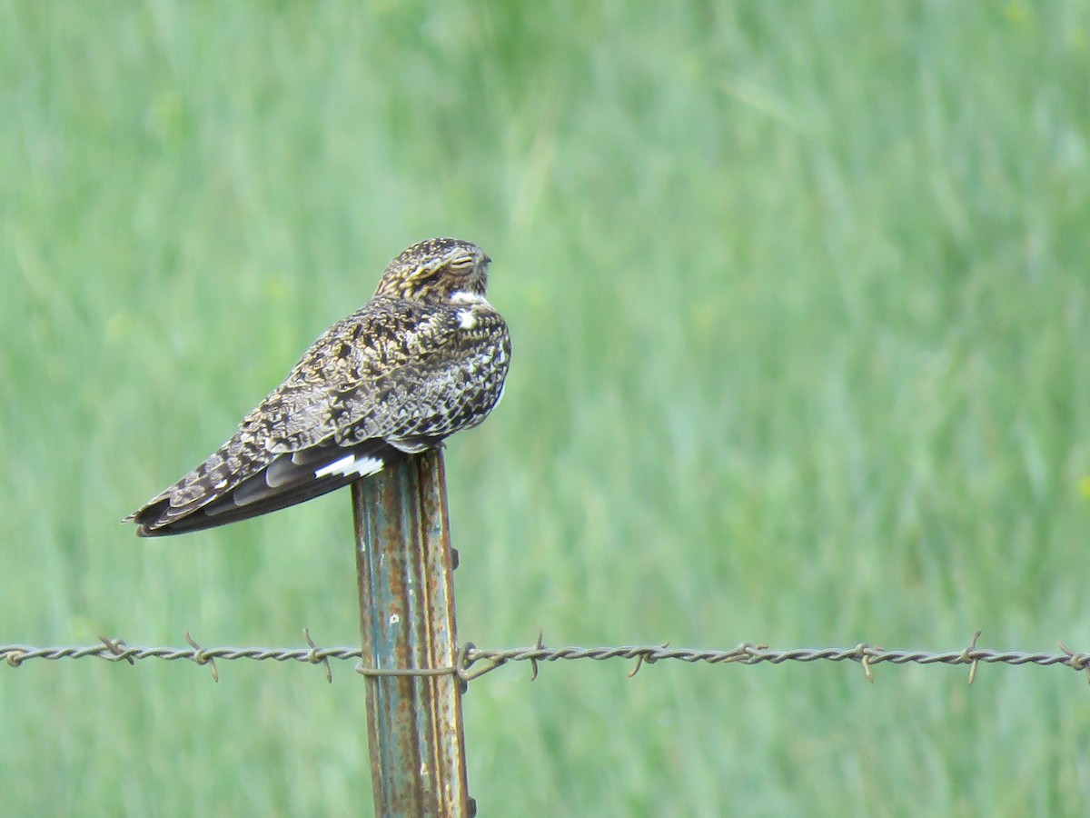 Common Nighthawk - ML459699601