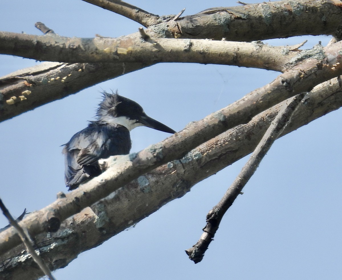 Belted Kingfisher - ML459699681