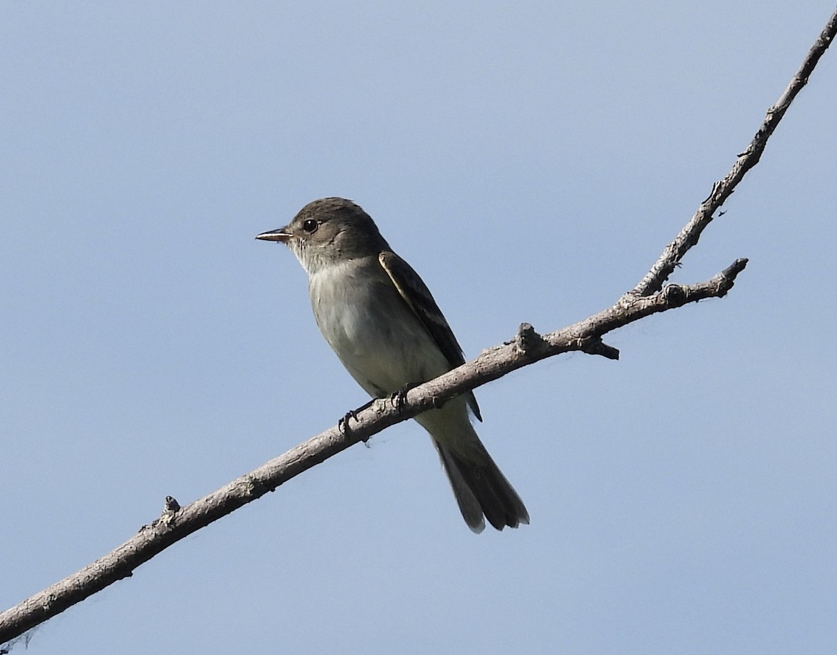 Willow Flycatcher - ML459699741