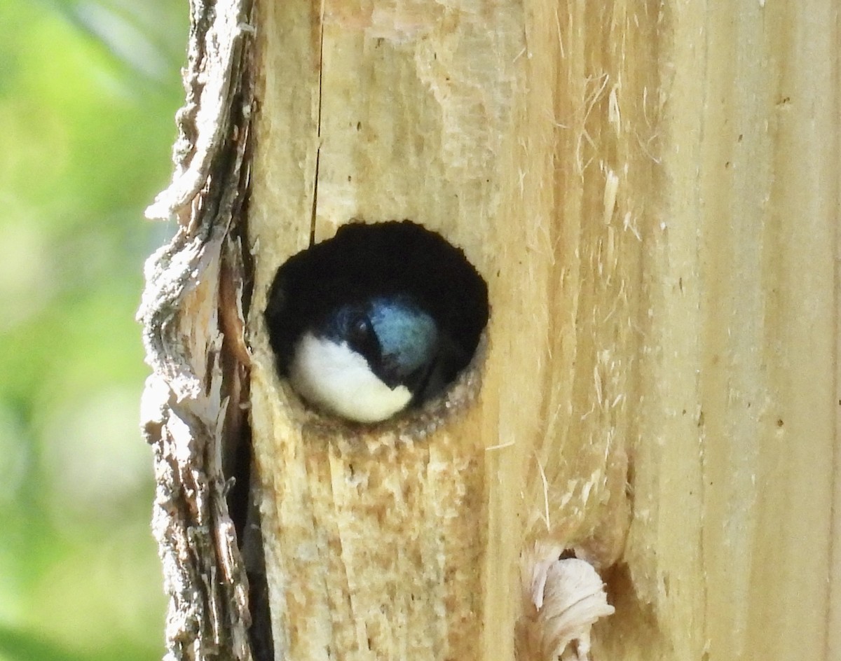 Tree Swallow - ML459699821