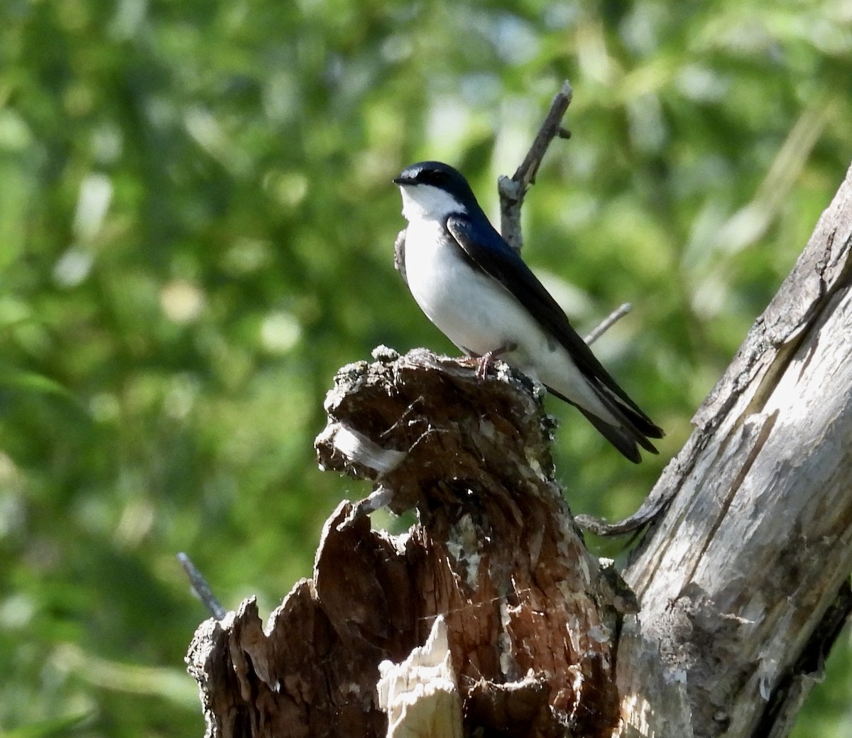 Golondrina Bicolor - ML459699831