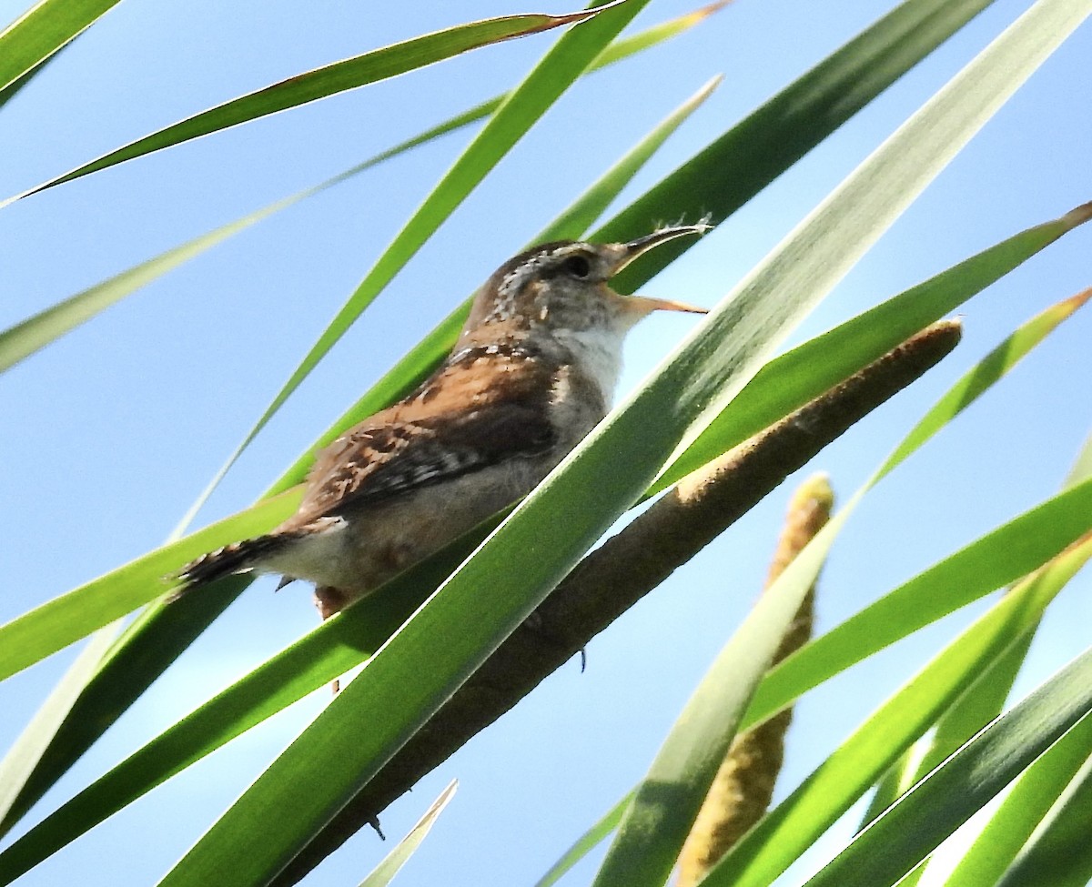 Marsh Wren - Eunice Thein