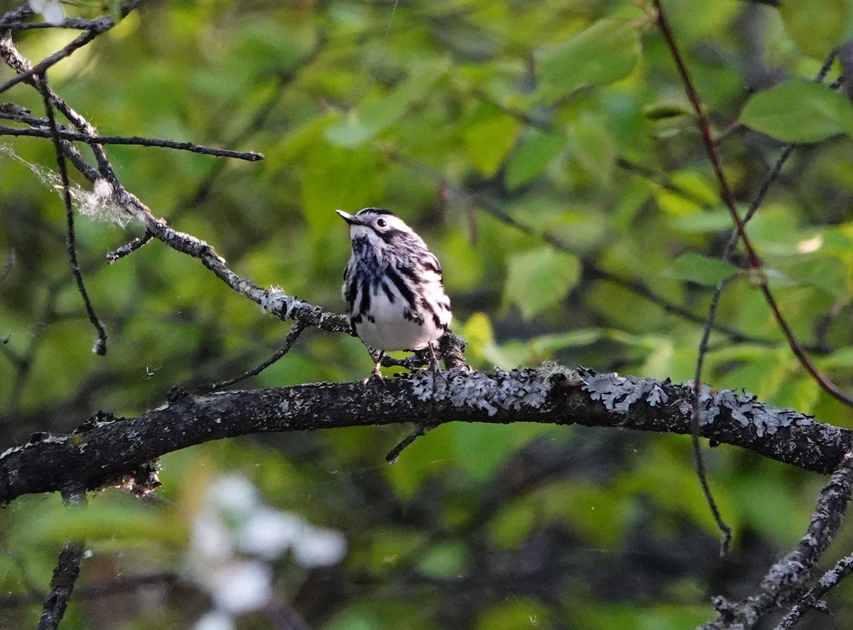 Black-and-white Warbler - ML459700281