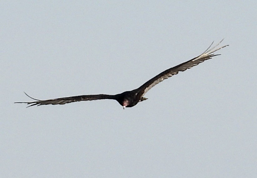 Turkey Vulture - ML459701381