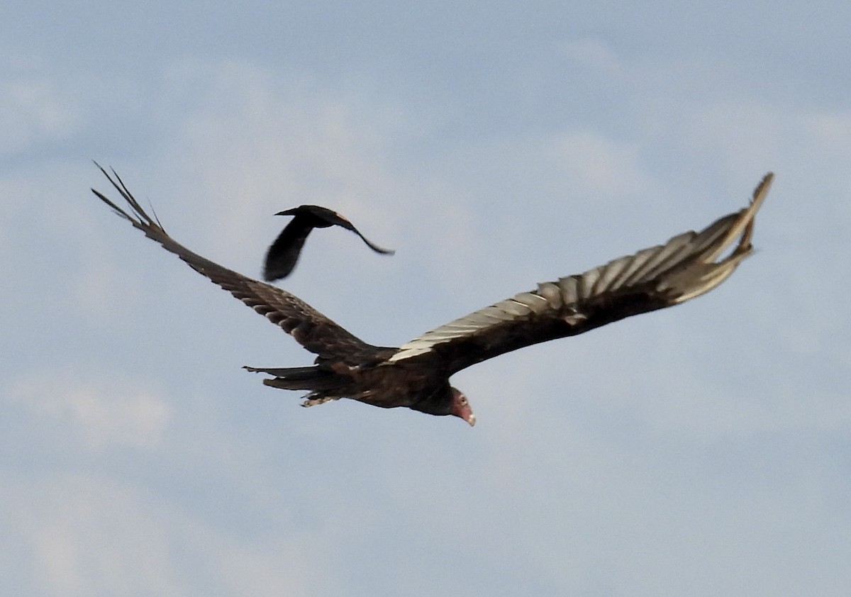 Turkey Vulture - ML459701391