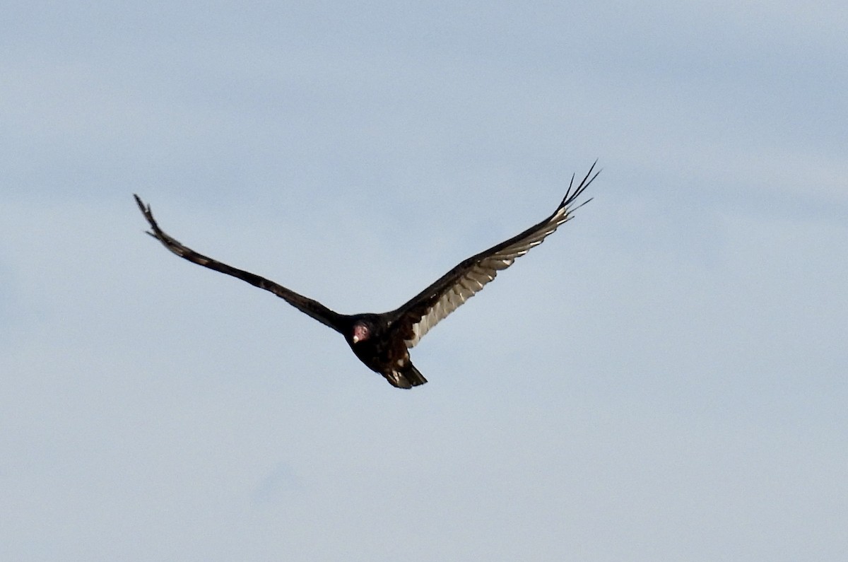 Turkey Vulture - ML459701401