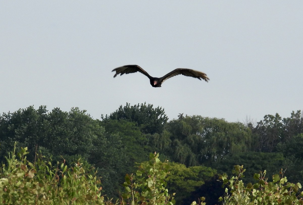 Turkey Vulture - ML459701411