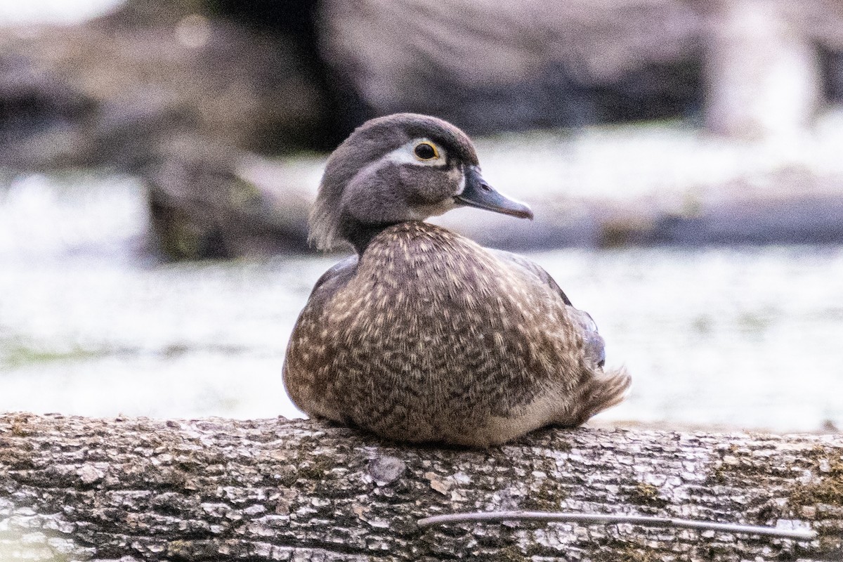 Wood Duck - ML459701431