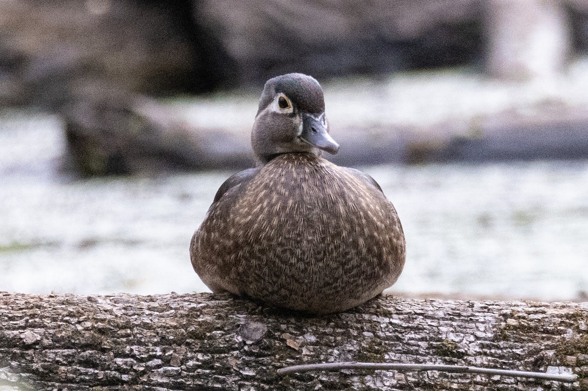 Wood Duck - ML459701481