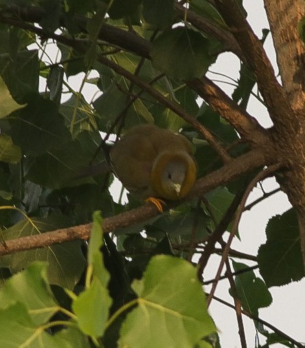 Yellow-footed Green-Pigeon - ML459702121