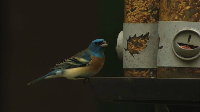 Lazuli Bunting - ML459706
