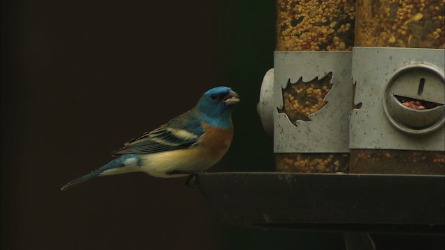 Lazuli Bunting - ML459706