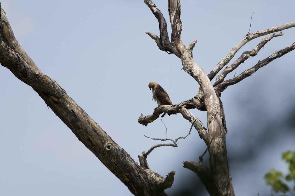 Red-tailed Hawk - ML459706301