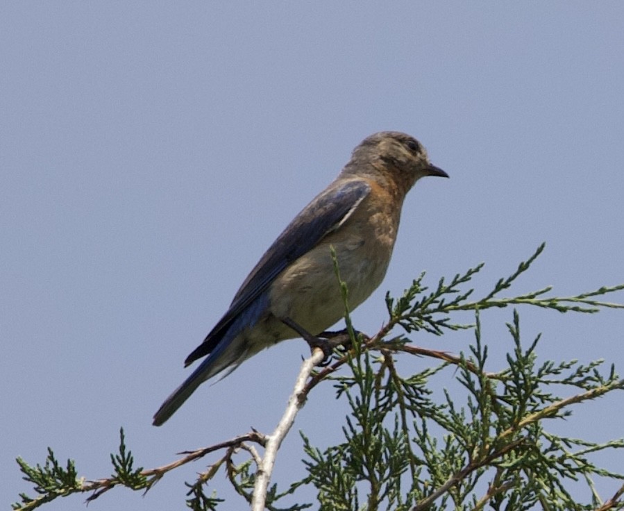 Eastern Bluebird - ML459706371