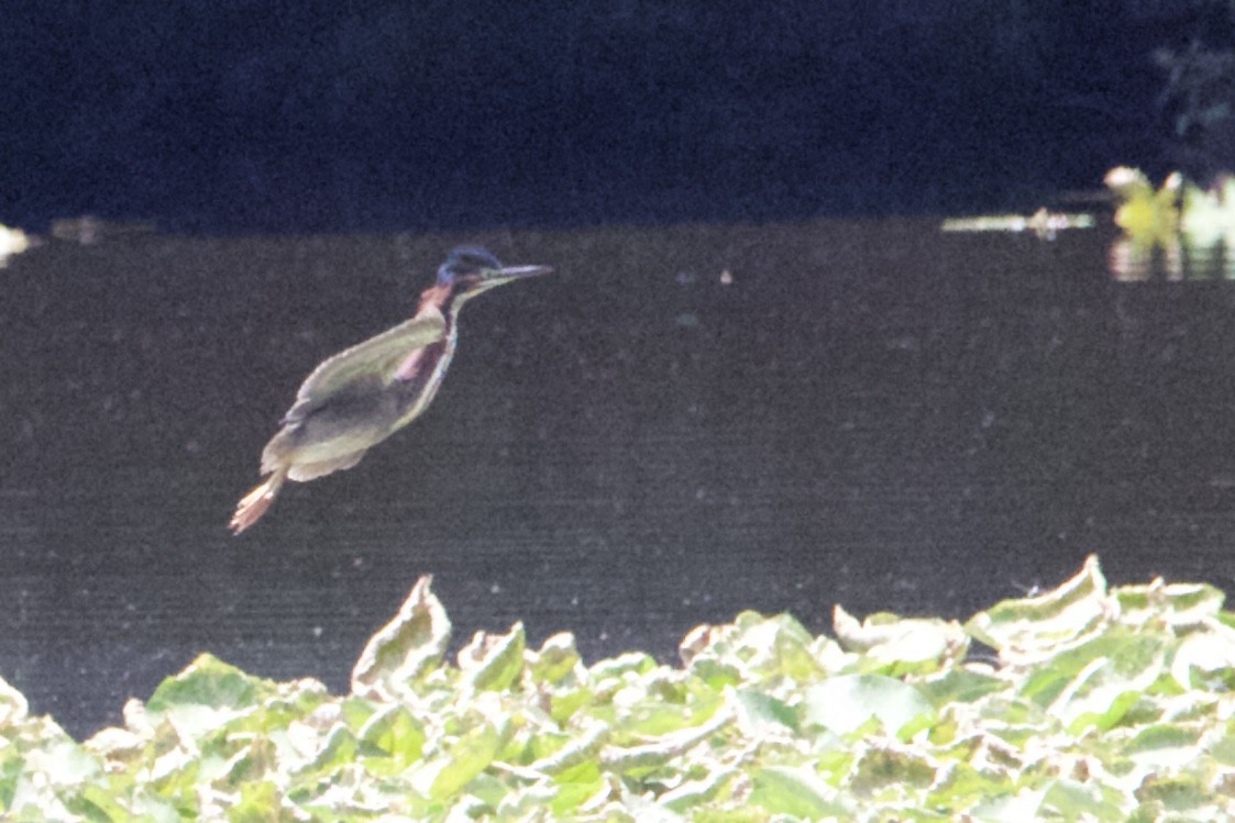 Green Heron - ML459706491